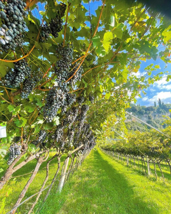 Appartamento Lucia Torbole Sul Garda Dış mekan fotoğraf